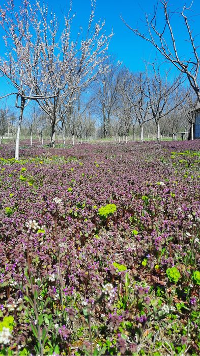 Teren 3700 mp cu casa batraneasca in Comuna Cislau ,sat Barasti