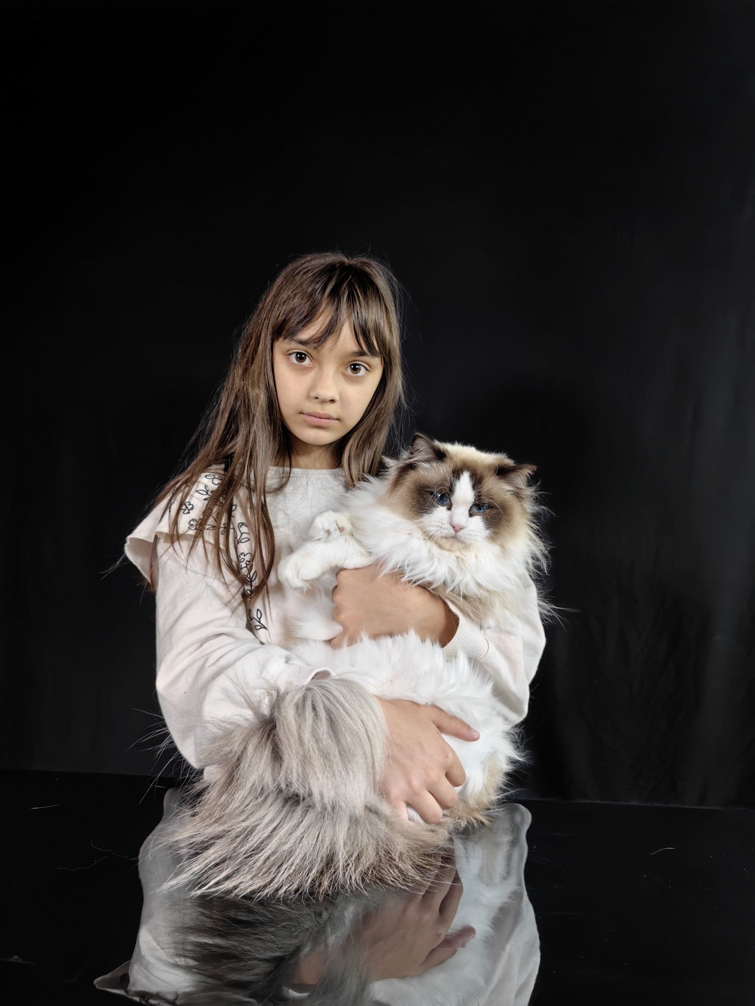Ragdoll /Рагдолл/с Родословие