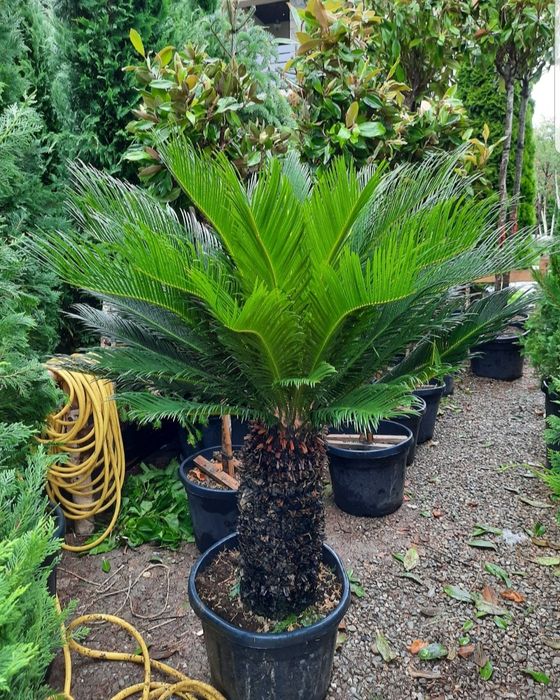 Cycas palmier, plante exotice, Palmier rezistă la frig etc