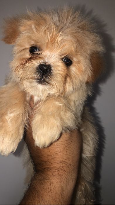 Maltipoo auriu 2 luni