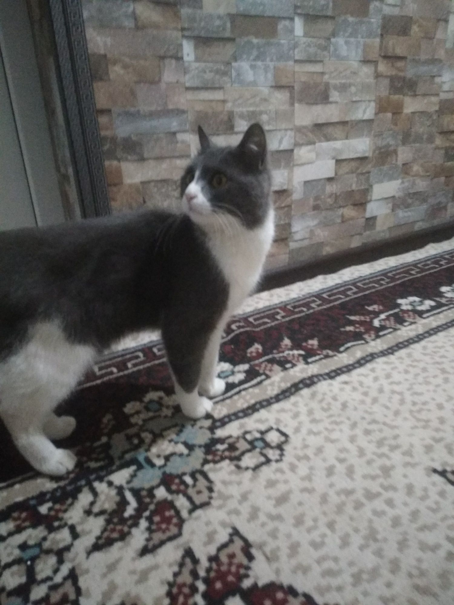 Mushuk sotiladigan zotdor