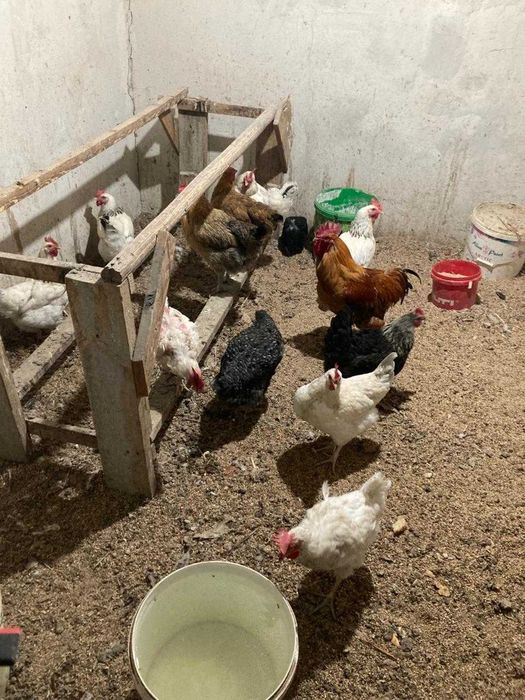 Продаются домашние куры