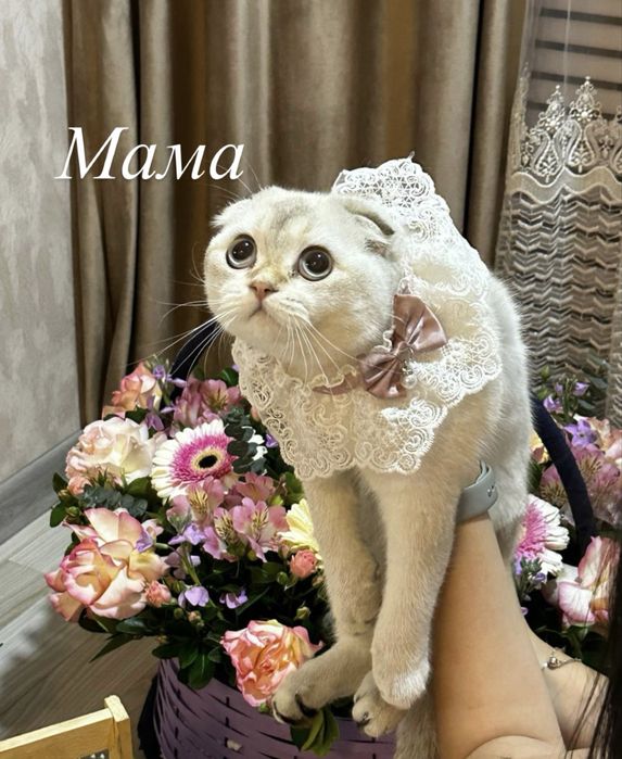 Золотая Шиншилла (fold)