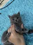 Отдам котят в хорошие руки