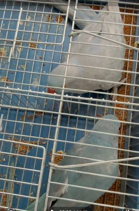 Papagali Micul Alexander