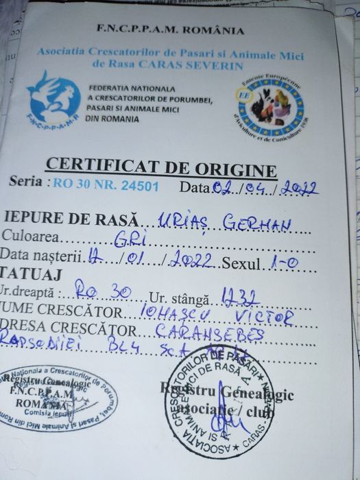 Femele  Uriaș German 10 luni rasă pură