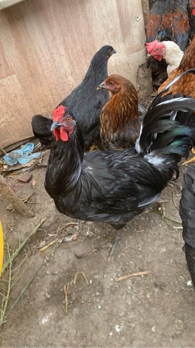Продам петухов этого года!