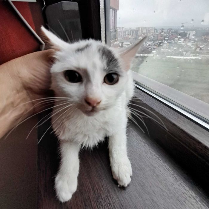 Adoptie pui de pisica alb Andia