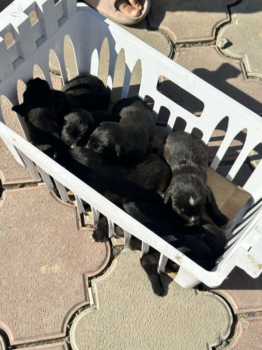 Отдам щенков в добрые руки