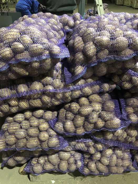 Картофель местный