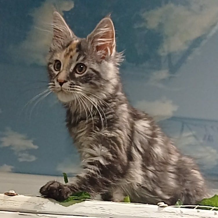 Чистокровные котята Мейн Кун.