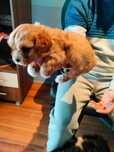 Vind Cavapoo fetita