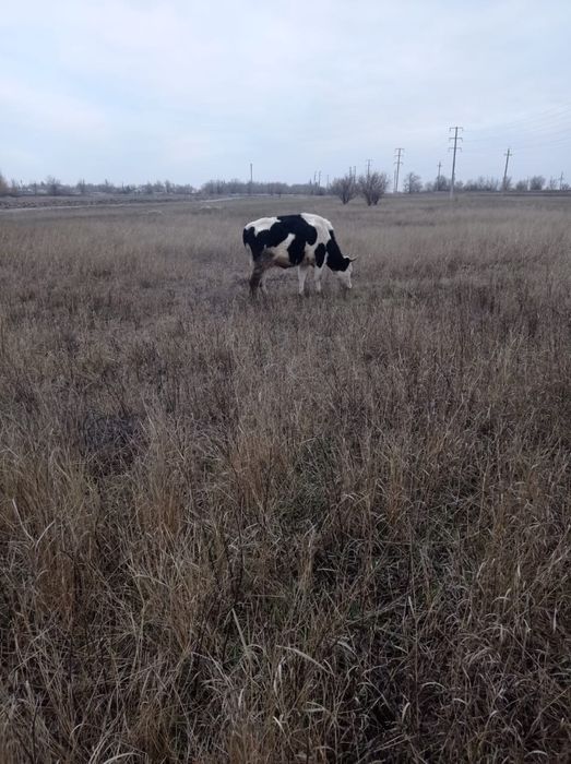 Сиыр құнажын сатылады