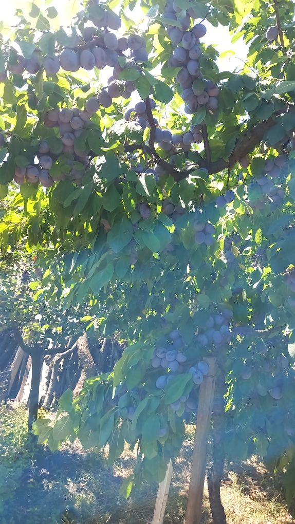 Prune soiul Centenar, recoltare după 25 iulie