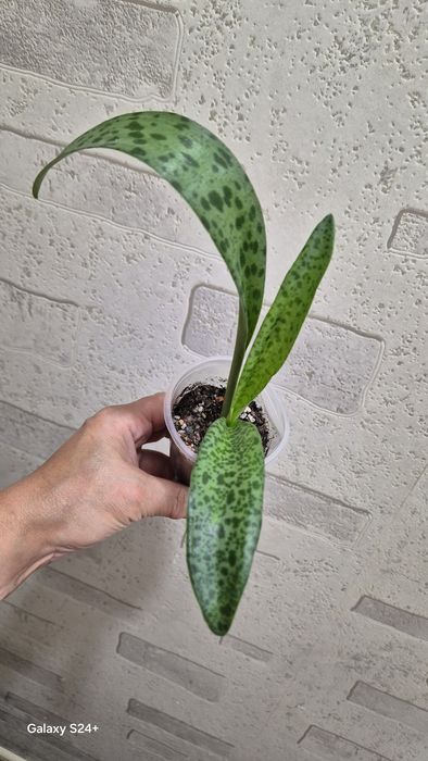 Дримиопсис Кирка