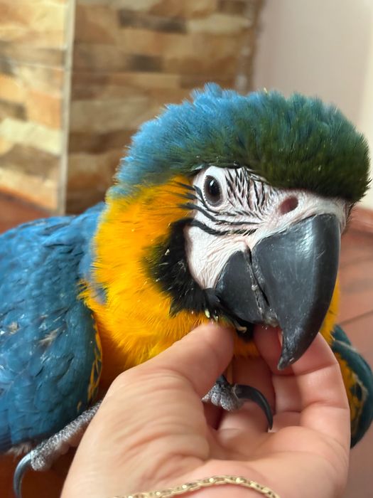 Ara cu pieptul galben FEMELA