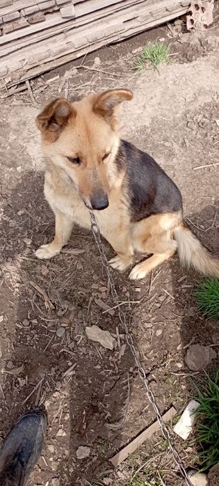 Одам собаку в частный дом.