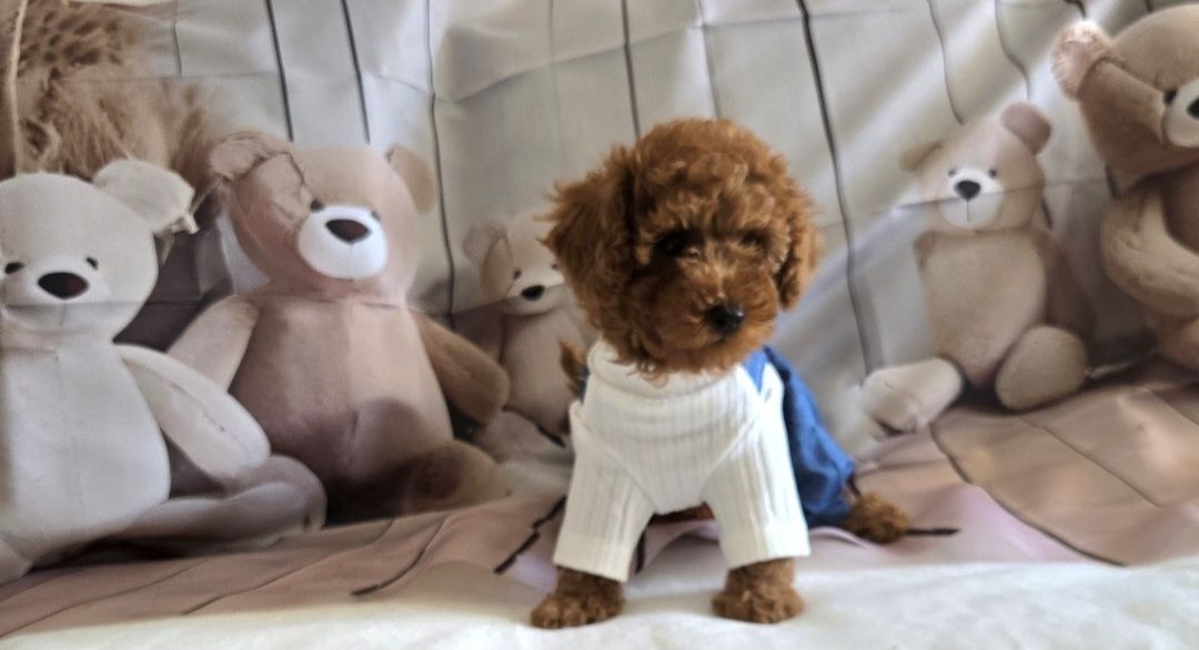 Пудел той Poodle toy с родословие момиче