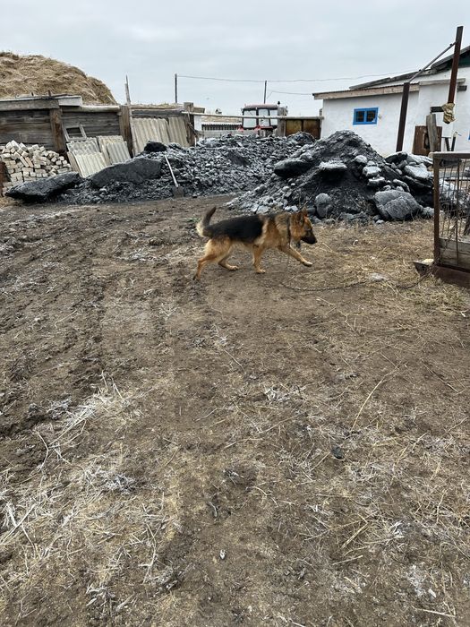 Отдам в хорошие руки