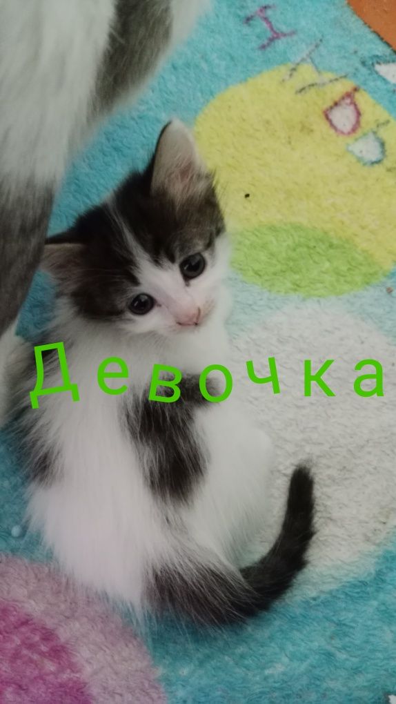 Отдадим котят 1 мес 1 неделя