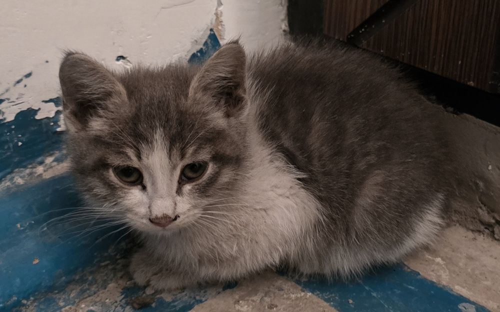 Отдам в добрые руки