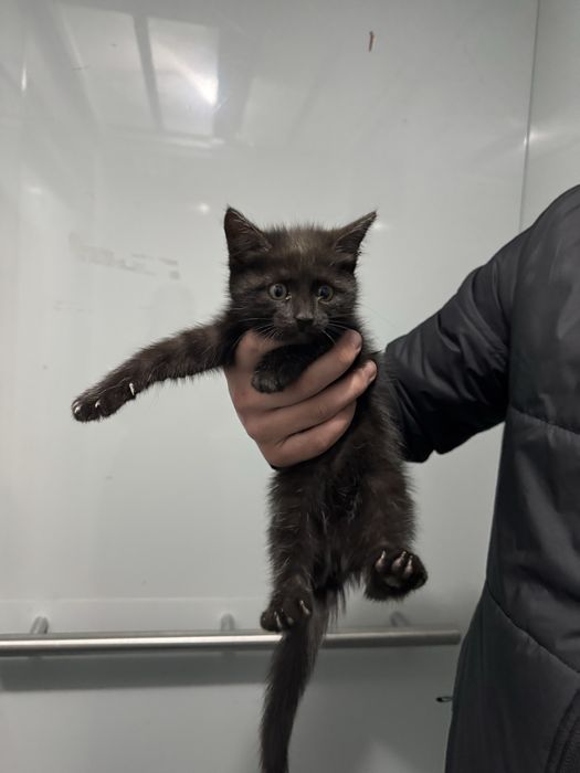 В добрые руки котенок