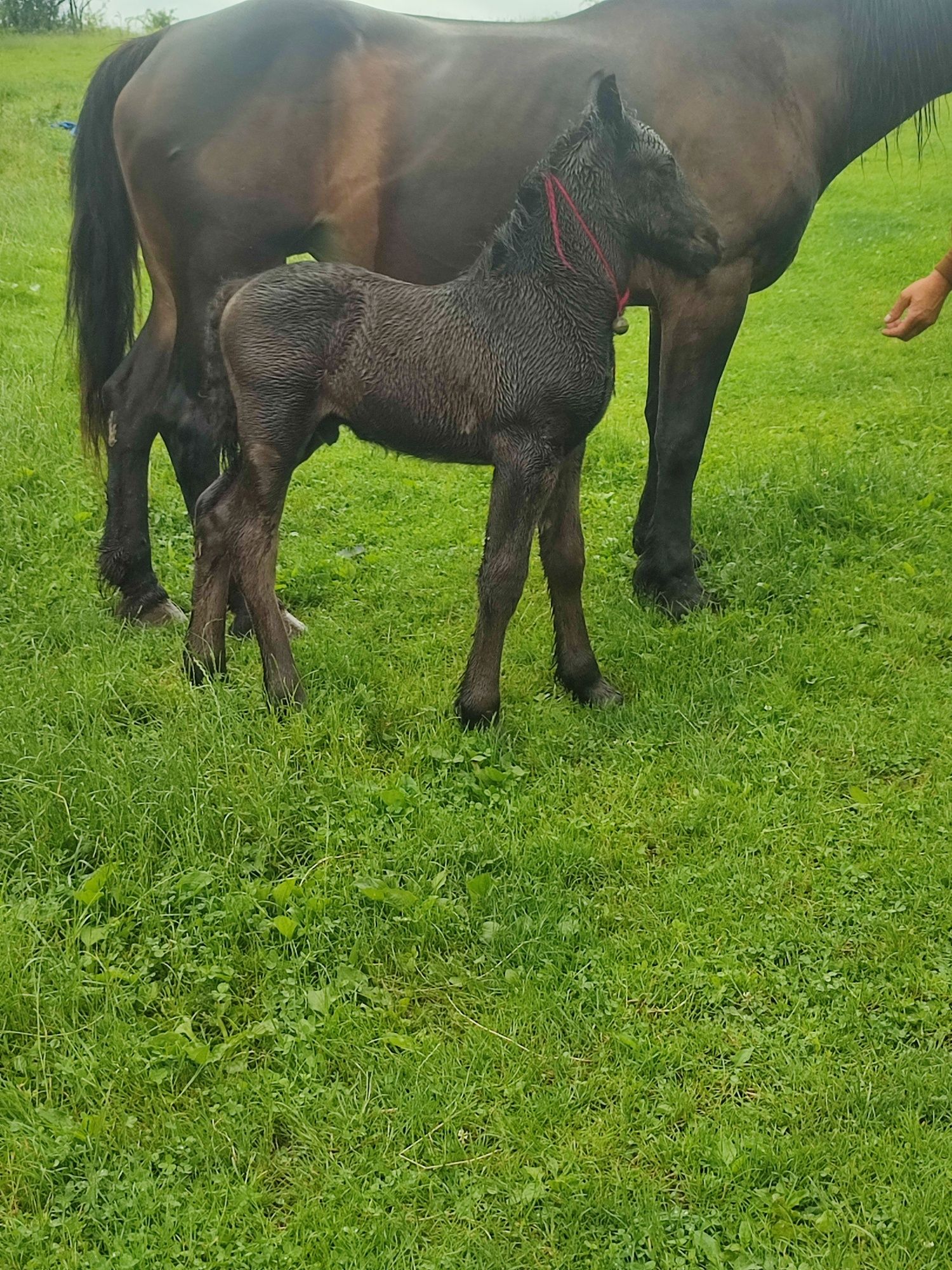 vând iapă  de 7 ani