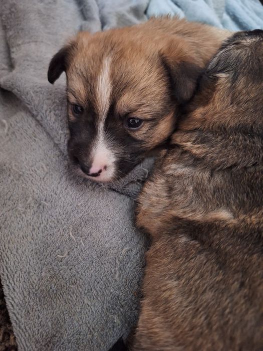 Подарявам Кученца