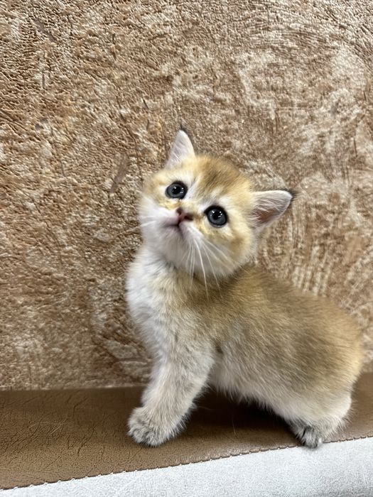 Продается золотая призолотая британская шиншилла.