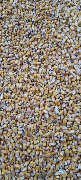 Porumb, Grâu, Ovăz, paie 2025