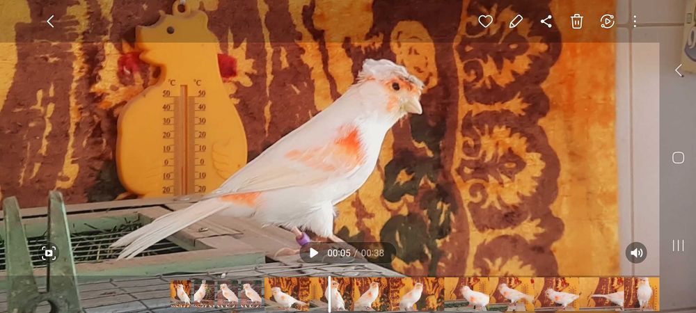 Канарейка красный мозаик.