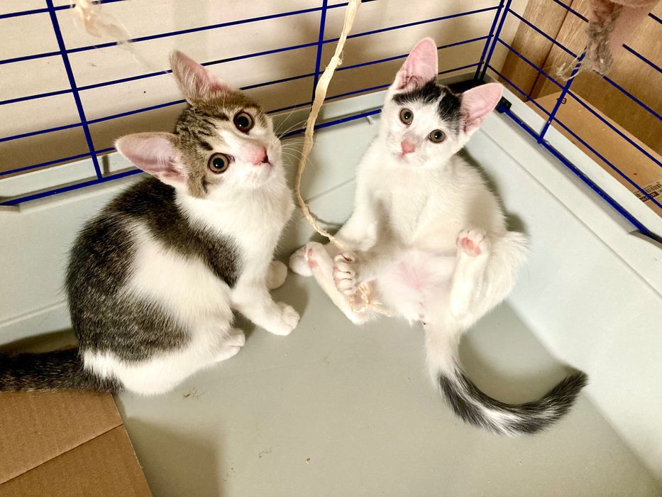 Pui de pisica pentru adoptie in Bucuresti