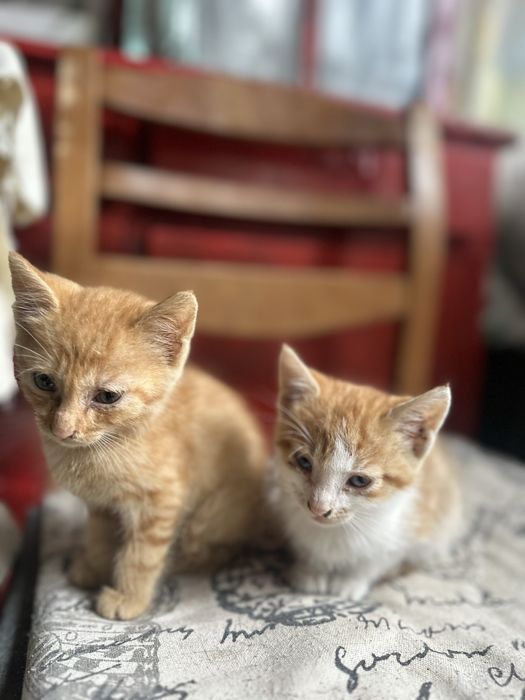 Котенца, оранжеви