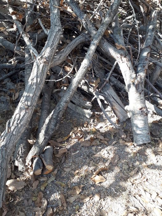 Продаю дрова ( Отин сотаман)