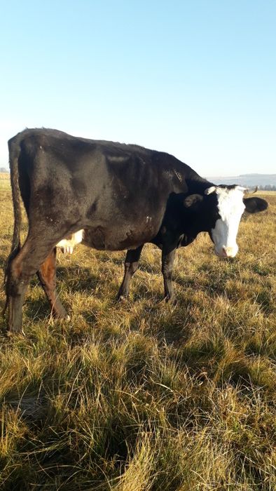 1 vaca  la a 3 fatare si o juninca de 2 ani