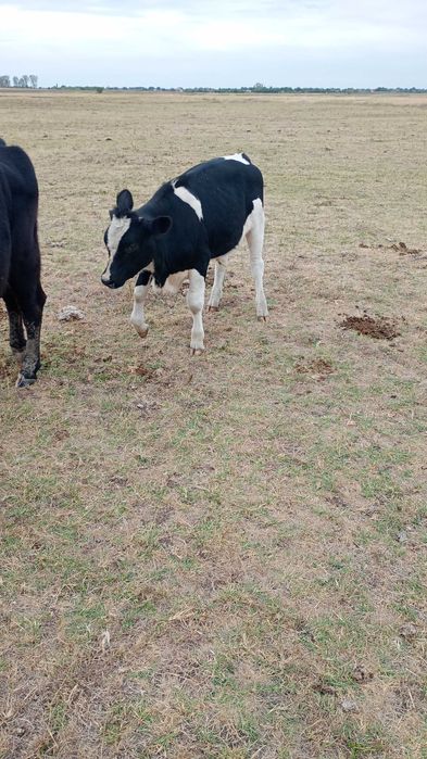 Tăurași în viu sau in carcasă