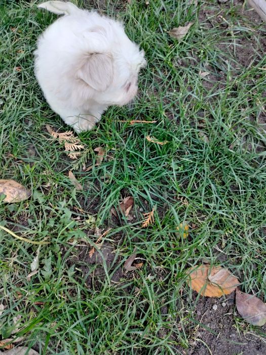 Pui shih tzu(fetiță)