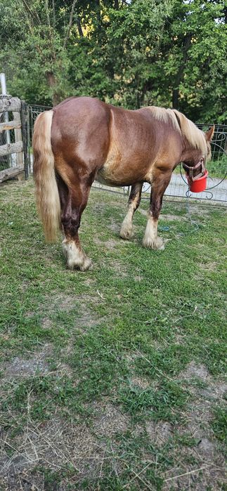 Mânz disponibil 2 ani jumate