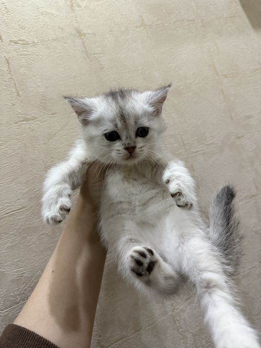 Котята Британская шиншилла
