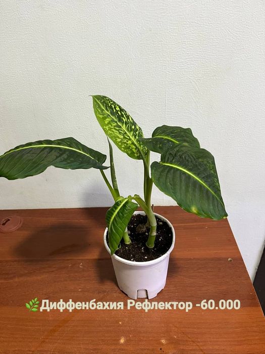 Сизигиум, Подакарпус Хамедорея и др  комнатные растения