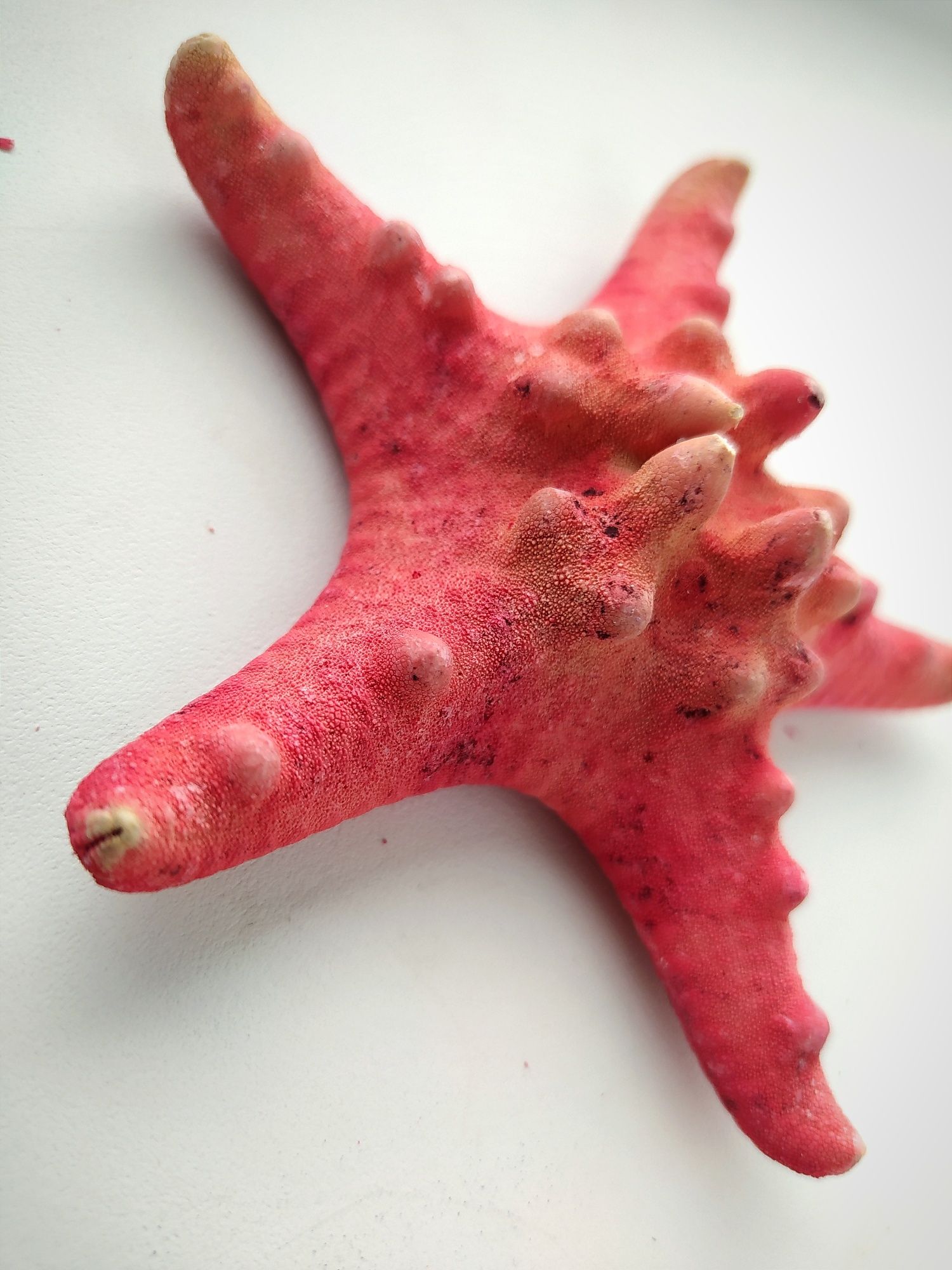 Коралловая рогатая морская звезда (Protoreaster nodosus)