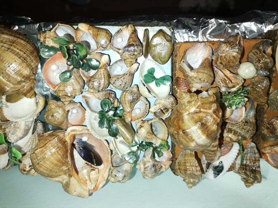 vor sa plece ...anintiri de neuitat