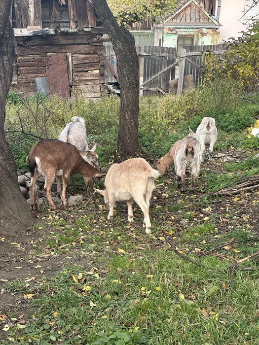 Vând iede două de anul trecut si trei de anul acesta