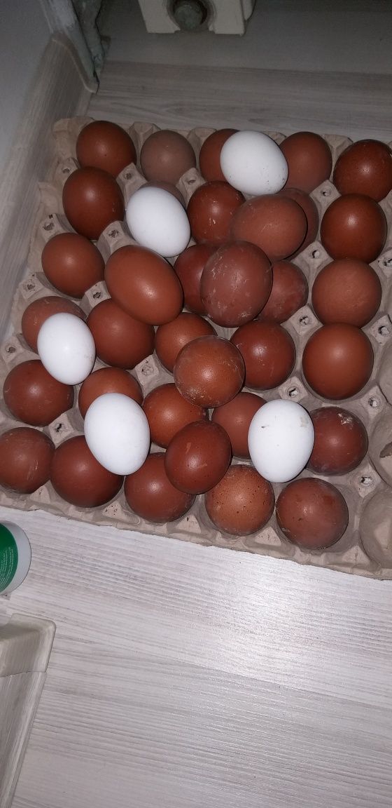 Oua pentru incubat rasa apenzeller, marans, araucana, sebringht