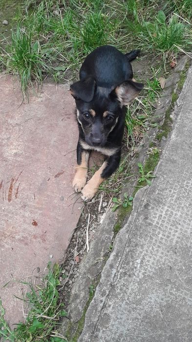 Dau in adoptie caine metis 5 luni fetiță