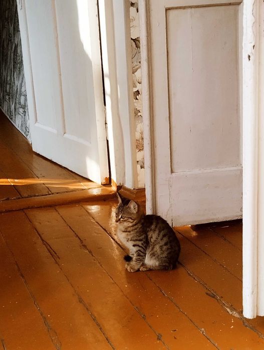 Шикарный котенок, мальчик в добрые руки , тигровый окрас