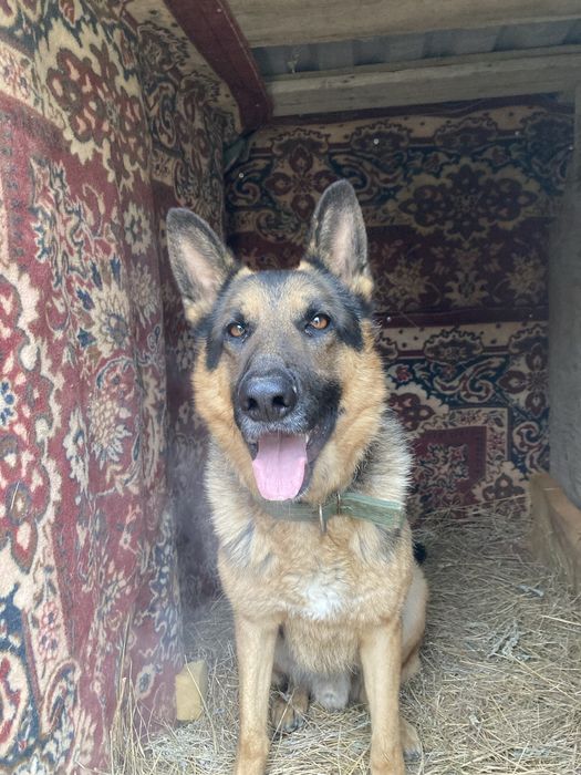 Неміс Овчарка Күшіктері Сатылады