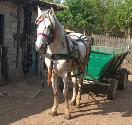 Vand cal si caruta