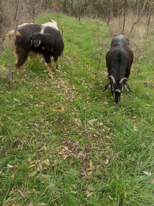 De vânzare două capre gestante