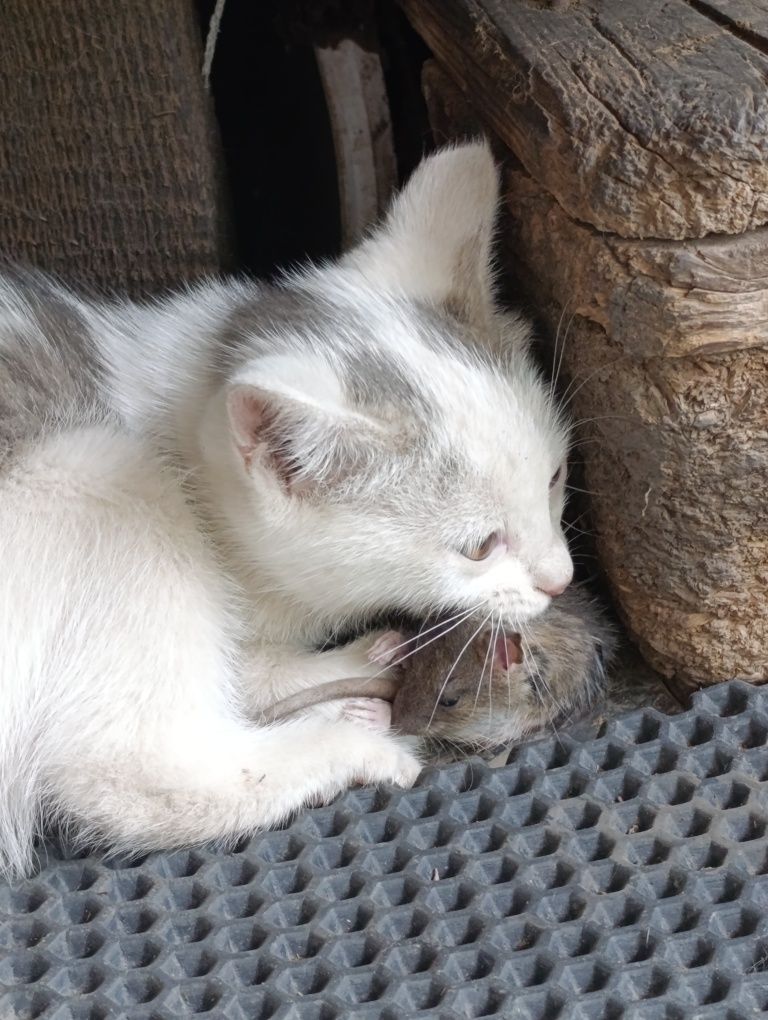 Отдам бесплатно котят мышаловов